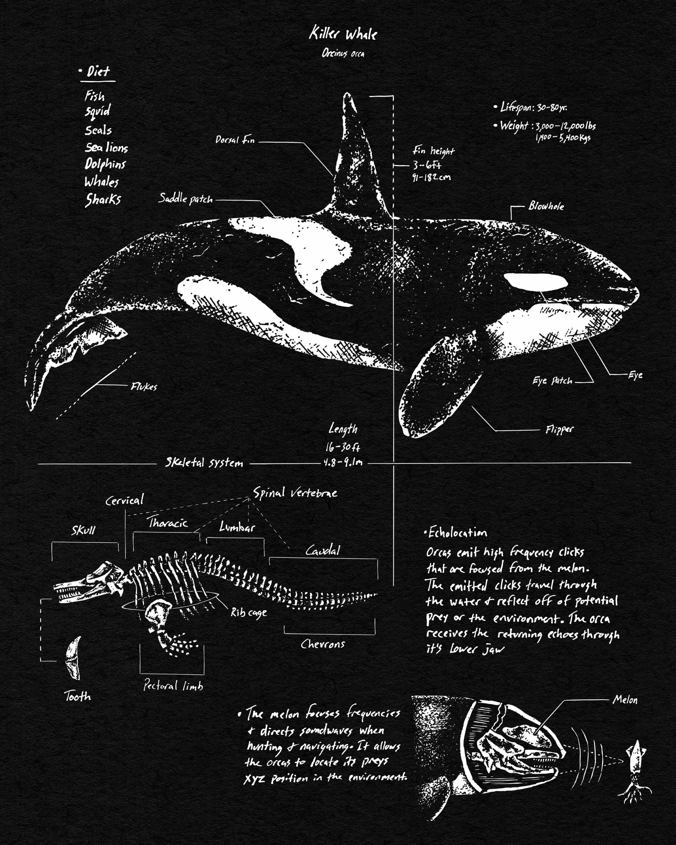 Orca Anatomy Oversized Sweatshirt